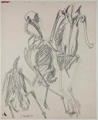 <em>3 Studies of a Bird Skeleton </em>