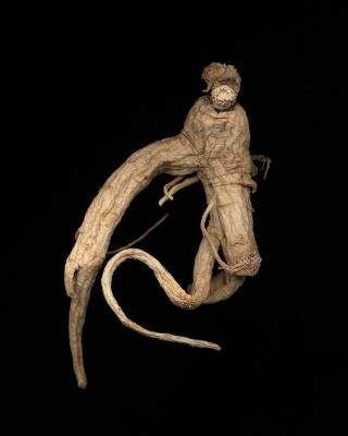 <em>Ginseng Root Study 26 </em>