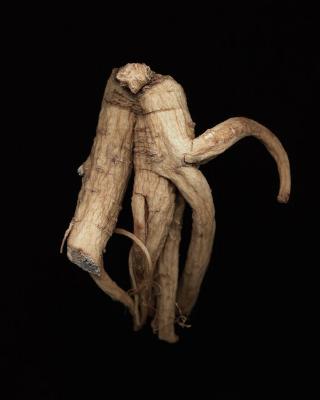 <em>Ginseng Root Study 21 </em>