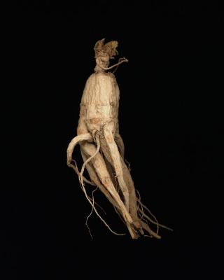 <em>Ginseng Root Study 20 </em>