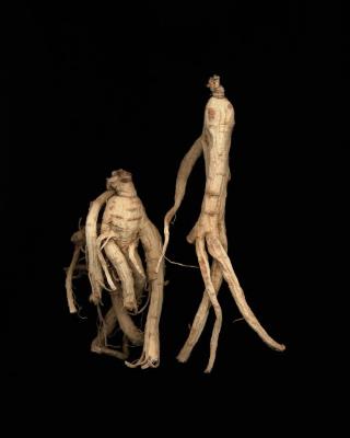 <em>Ginseng Root Study 5 </em>