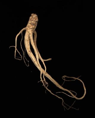 <em>Ginseng Root Study 16 </em>