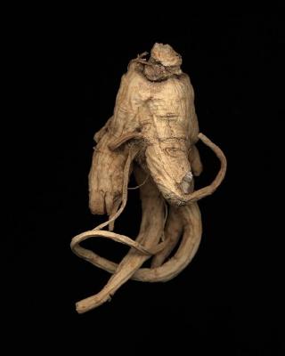 <em>Ginseng Root Study 25 </em>