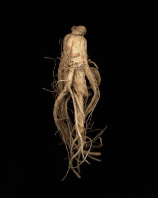 <em>Ginseng Root Study 2 </em>