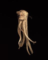 <em>Ginseng Root Study 7 </em>