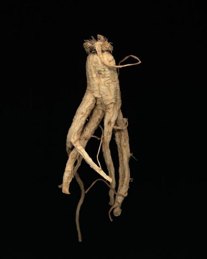 <em>Ginseng Root Study 19</em>