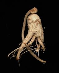 <em>Ginseng Root Study 33 </em>