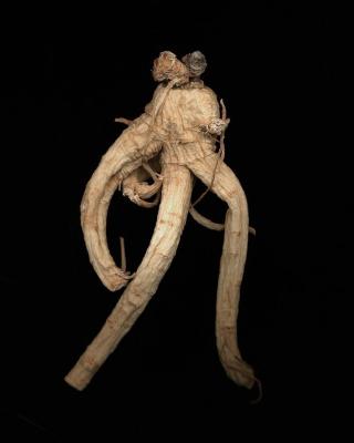 <em>Ginseng Root Study 30 </em>