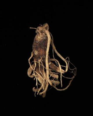 <em>Ginseng Root Study 12 </em>