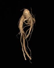 <em>Ginseng Root Study 11 </em>