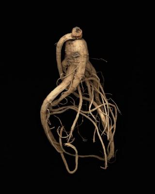 <em>Ginseng Root Study 14 </em>