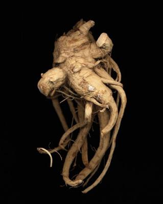 <em>Ginseng Root Study 6 </em>