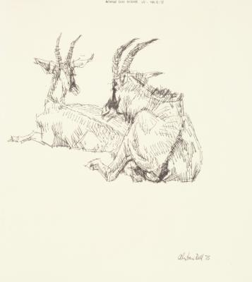 <em>Roan Antelope</em>